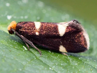 Incurvaria oehlmanniella