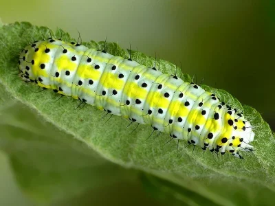 Diloba caeruleocephala