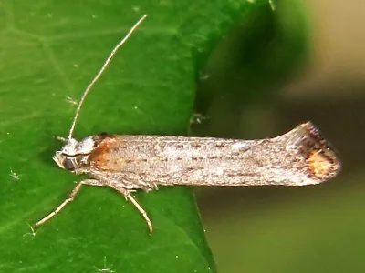 Pseudoswammerdamia combinella