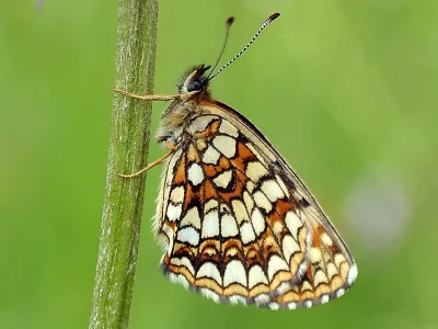 Melitaea diamina