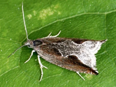 Ancylis diminutana