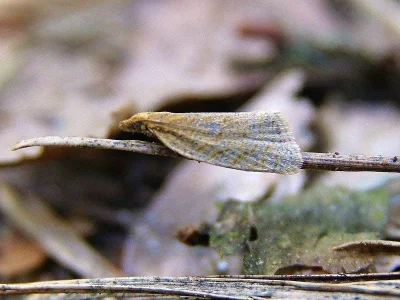 Clepsis senecionana