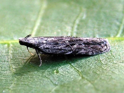 Anarsia lineatella