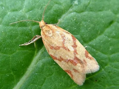 Clepsis pallidana