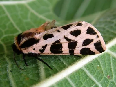Cymbalophora pudica