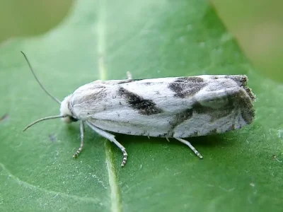 Eucosma metzneriana
