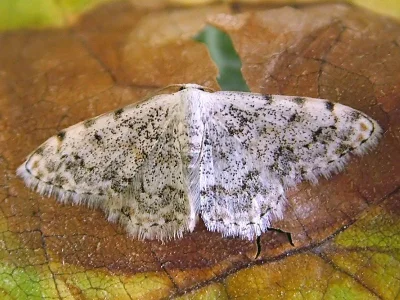 Scopula (Scopula) vigilata