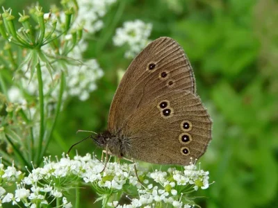 Aphantopus hyperantus