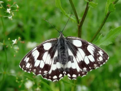 Melanargia (Melanargia) galathea