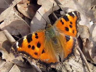 Nymphalis (Nymphalis) xanthomelas