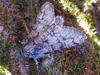 Biston strataria