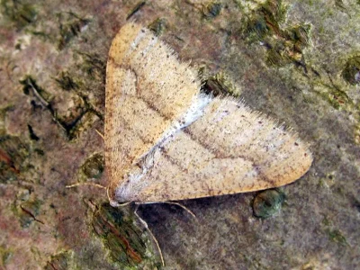 Agriopis marginaria