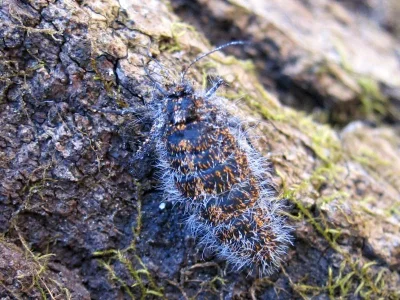 Apocheima hispidaria