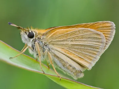 Thymelicus lineola