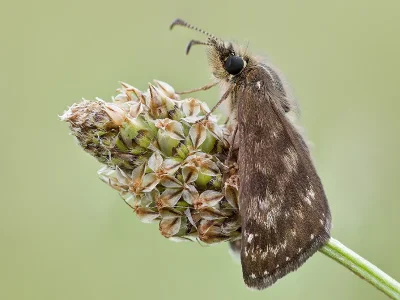 Erynnis tages