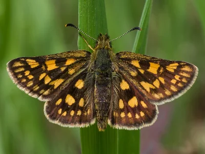 Carterocephalus palaemon