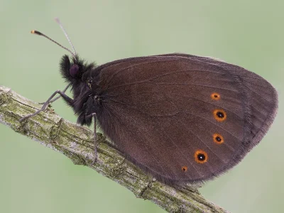 Erebia medusa