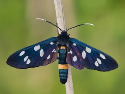 Amata (Syntomis) phegea