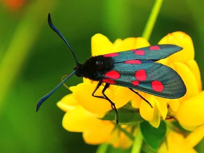 Zygaena (Zygaena) lonicerae