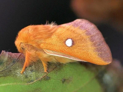 Eriogaster (Eriogaster) catax