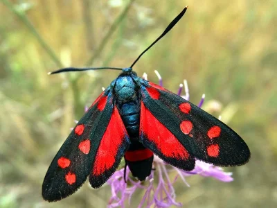 Zygaena (Zygaena) ephialtes