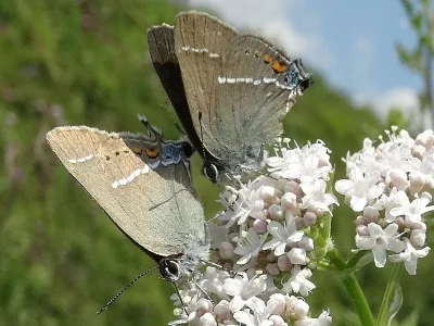 Satyrium (Strymonidia) spini