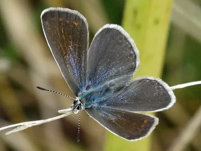 Polyommatus (Polyommatus) icarus