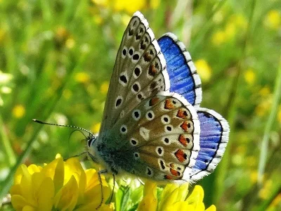 Polyommatus (Lysandra) bellargus