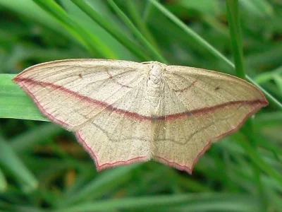 Timandra comae