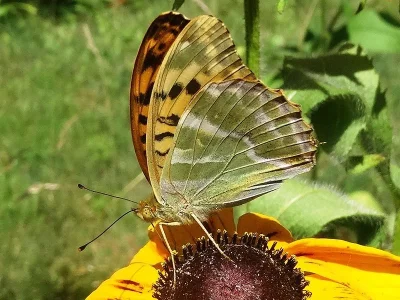 Argynnis (Argynnis) paphia