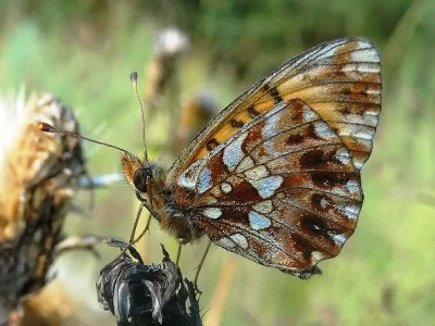 Boloria (Clossiana) dia