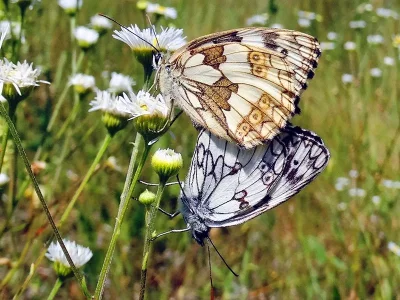 Melanargia (Melanargia) galathea