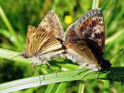 Erynnis tages