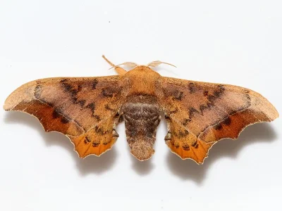 Oberthueria caeca