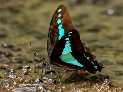Graphium (Graphium) sarpedon