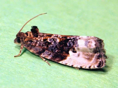Apotomis sauciana