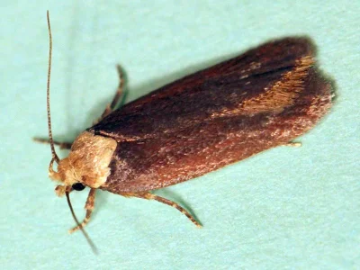 Depressaria (Depressaria) depressana