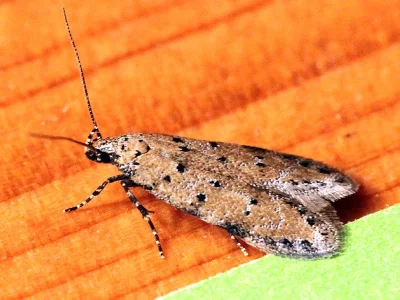 Pseudotelphusa paripunctella