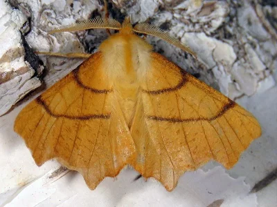 Ennomos (Deuteronomos) erosaria