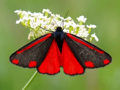 Tyria jacobaeae
