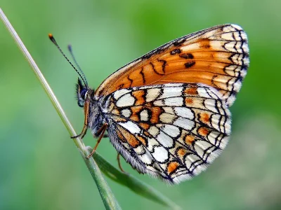 Melitaea (Mellicta) britomartis