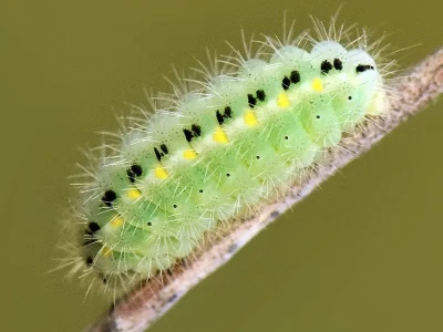 Zygaena (Agrumenia) carniolica