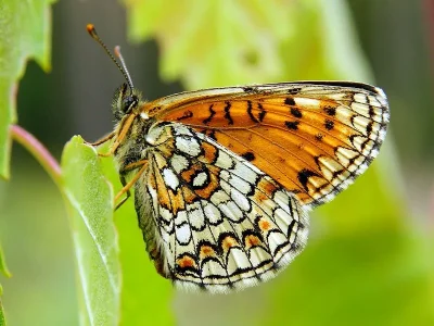 Melitaea (Mellicta) aurelia