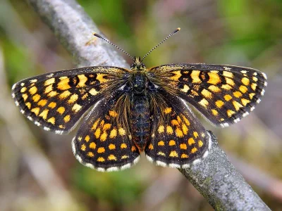 Melitaea (Mellicta) aurelia