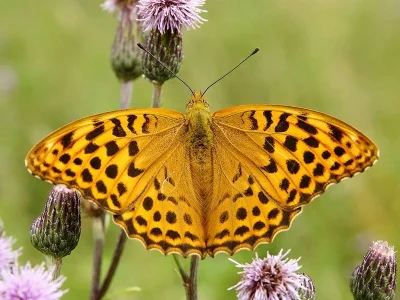 Argynnis (Argynnis) paphia