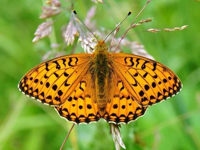 Argynnis (Speyeria) aglaja