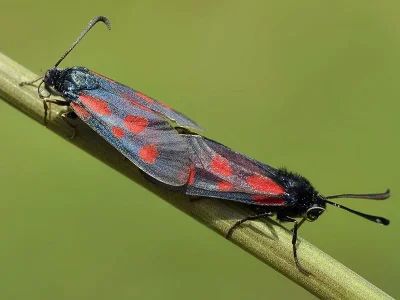 Zygaena (Mesembrynus) cynarae