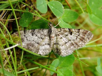 Eupithecia abietaria