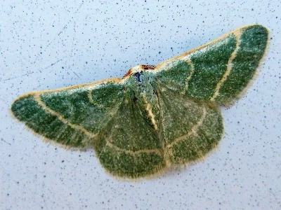 Hemistola chrysoprasaria