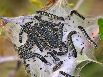 Eriogaster (Eriogaster) lanestris